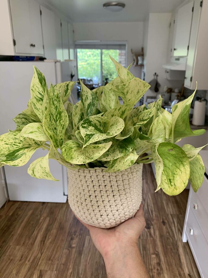 Made A Macrame Crotchet Pot For My Marble Queen Pothos!