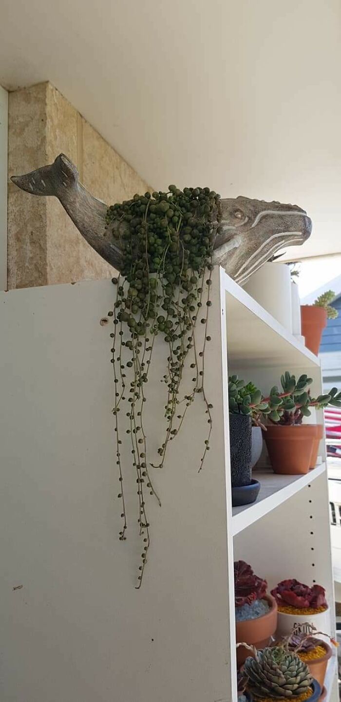 Just Found This Sub And It Makes Me Happy People Love Pots Just As Much As I Do 😊