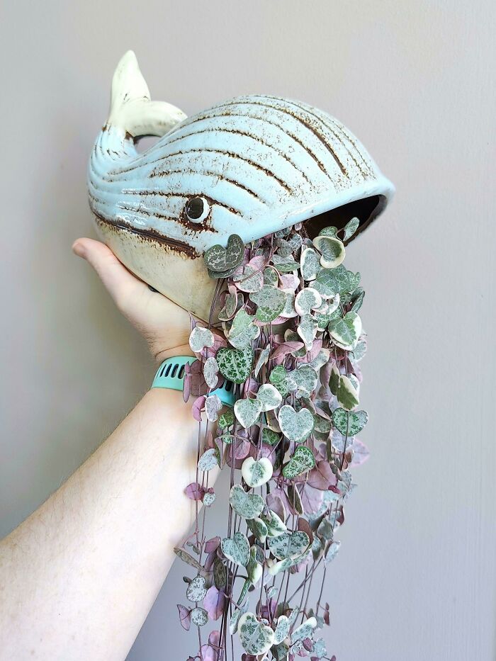 Anyone Else Uses Random Items To Make Homes For Your Plants. This Is A Sponge Holder