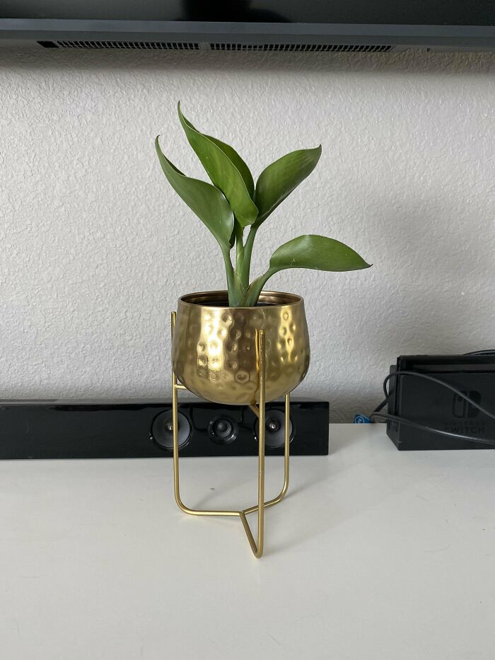 I Found A Tiny Bird Of Paradise Today And The Perfect Pot For It