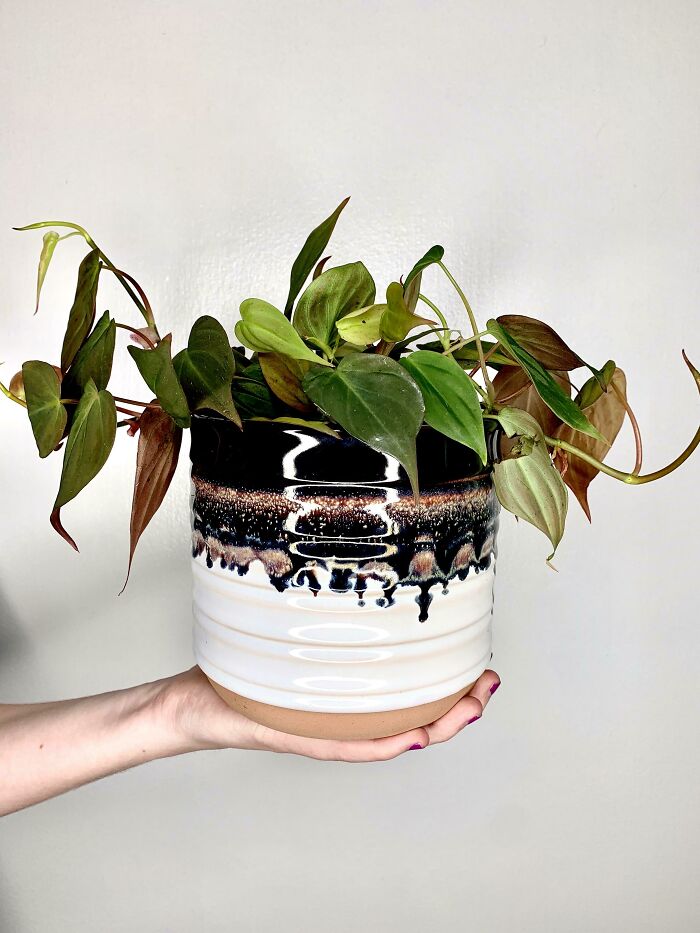 Got This Pot At Walmart For $5.00!! It Compliments My Micans Perfectly!!