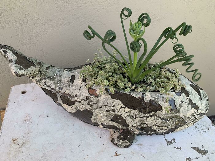 I Finally Found The Perfect Whale Planter 🐳🐳🐳