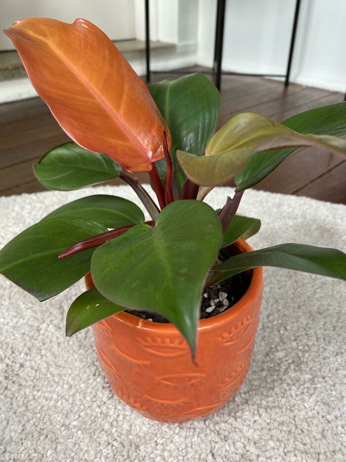 Perfect Colour Match