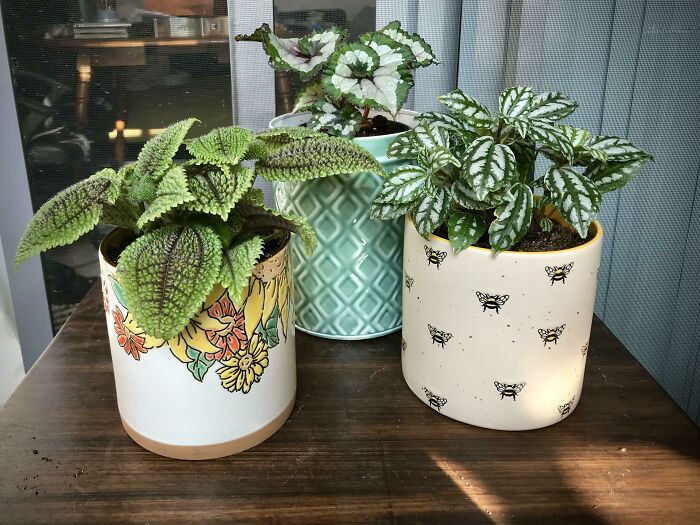 Got Tired Of Seeing The Same Boring Pots At Every Plant Store So Drilled Holes In Some Cookie Jars