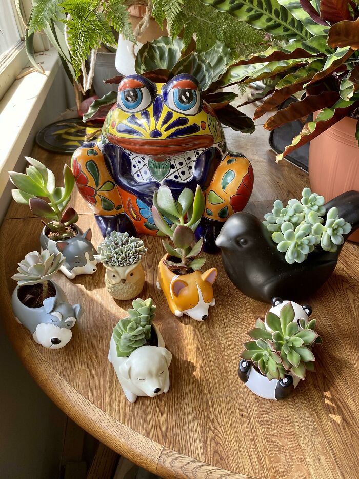 Got All My Animal Planters Together For A Little Photo Shoot!