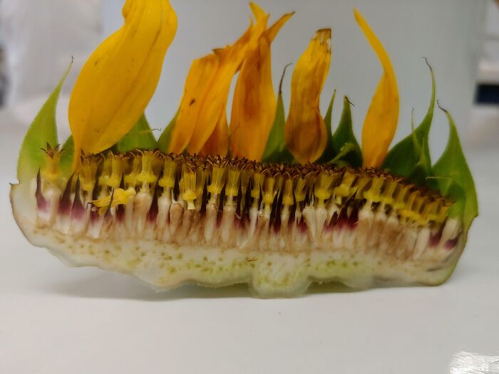 Had To Cut A Sunflower In Half Today At Work, Thought It Might Be Appreciated Here