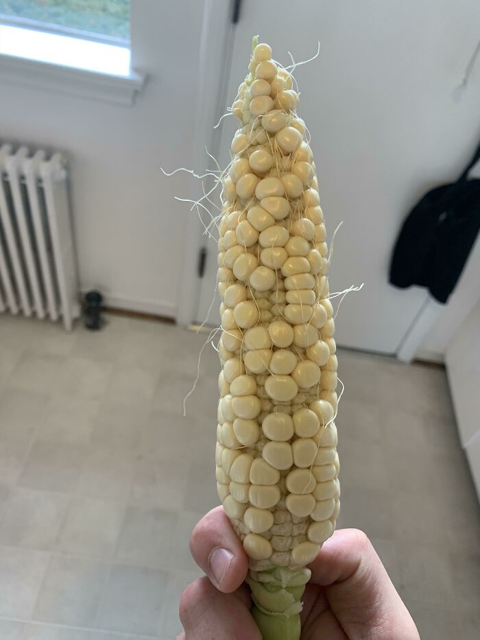 Seasons: ‘It’s Not Time For Corn Yet.’ Trader Joe’s: What The F Did You Just Say To Me?’