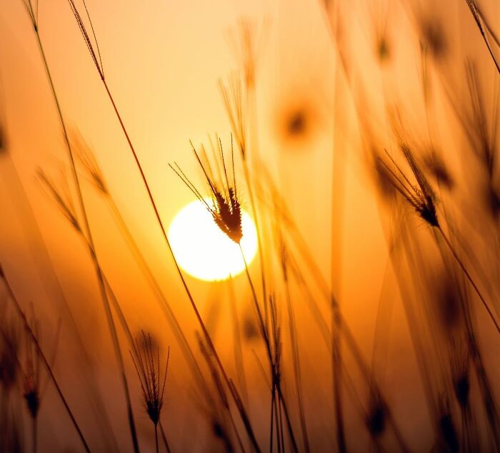 silhouette of plant during sunset