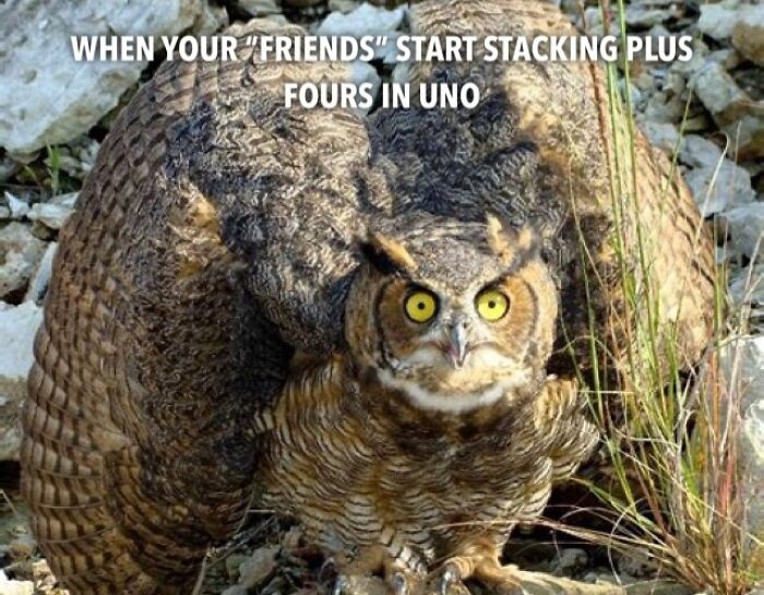 Birds-Memes-Funny-Images