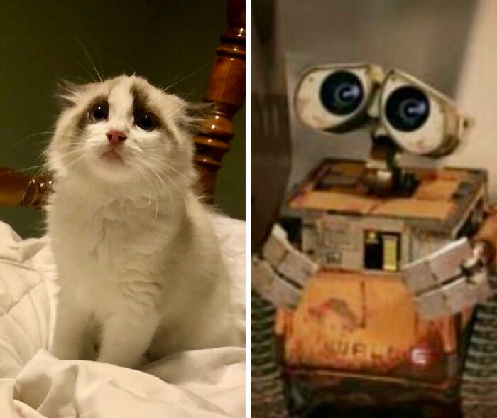 Mi gato, Wally, se parece a Wall-E