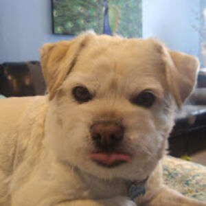 mosiahangeles avatar