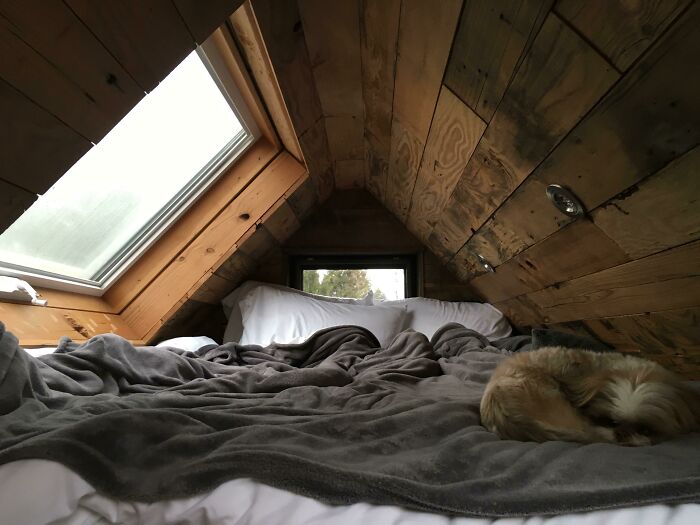 Cozy tiny house loft with wood paneling, skylight, and a small dog on a bed.