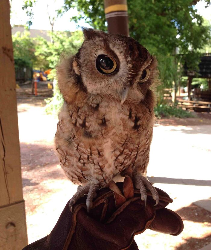 Owl standing and looking