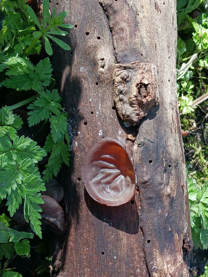 I Found One Of Those Ears Sitting Outside