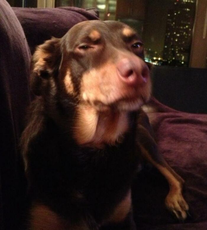 Brown dog lying in sofa and looking