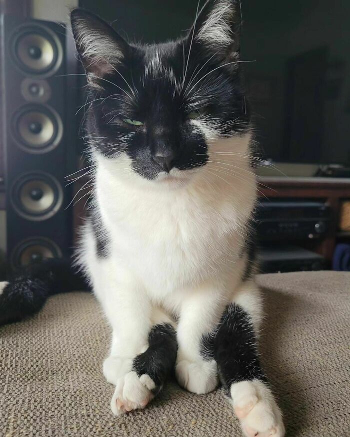 Black and white cat sitting and looking