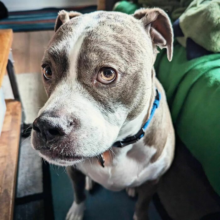 Gray and brown dog close up looking