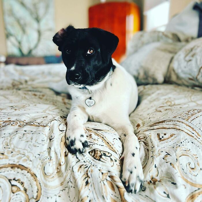 White and black dog lying on the bed and looking