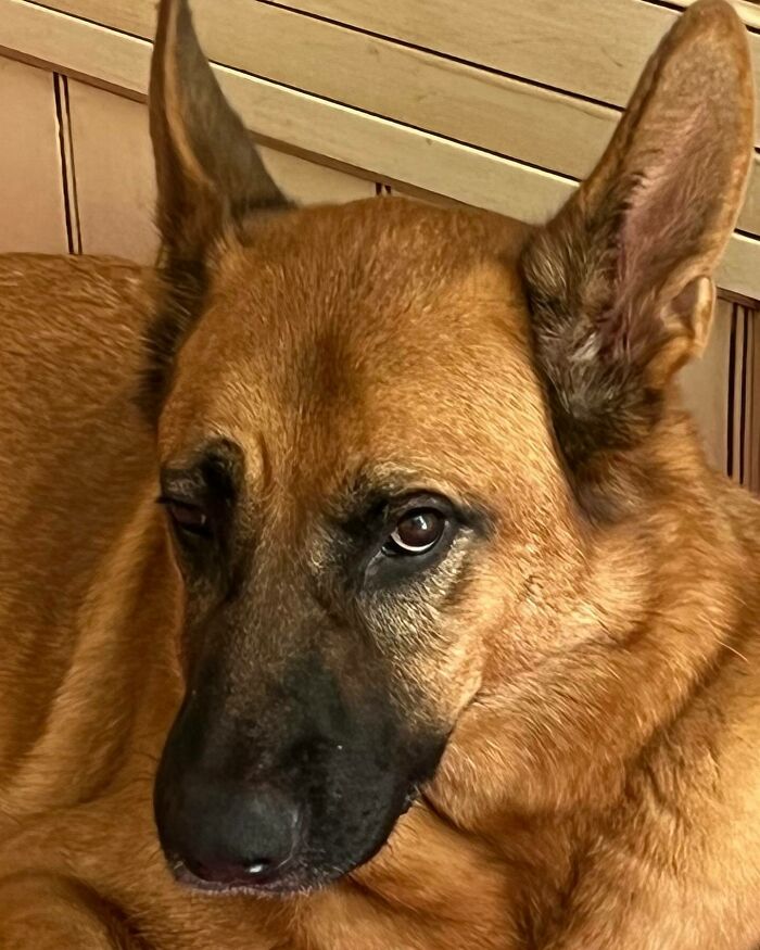 Close up brown dog looking