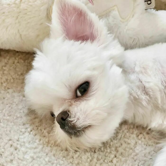 White dog lying on the ground and looking