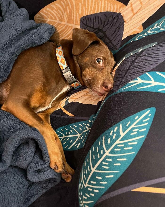 Brown dog lying on the bed and looking
