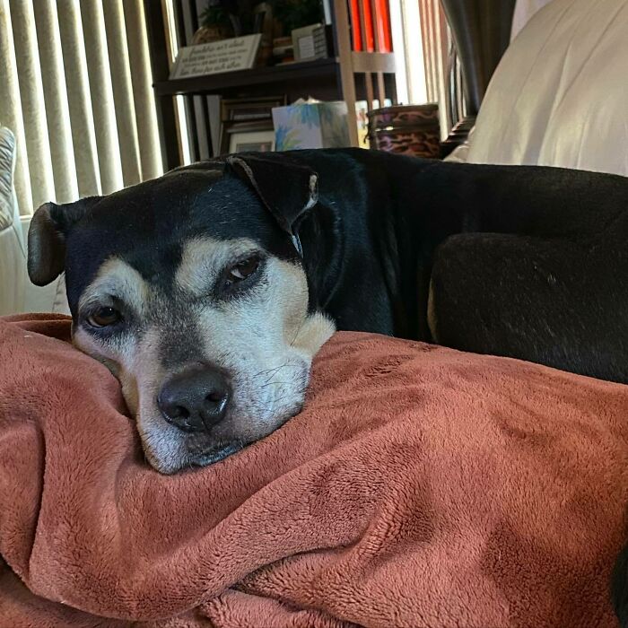 Black dog lying on the ground and looking