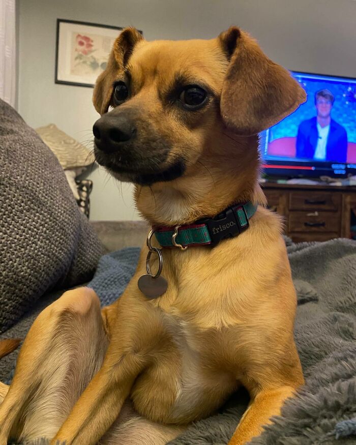 Brown dog sitting and looking