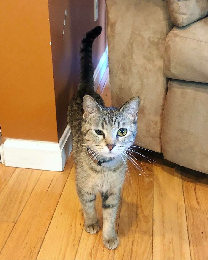 Gray cat walking and looking