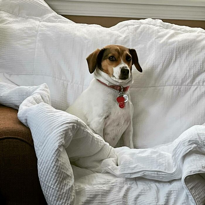 White dog with brown head sitting and looking