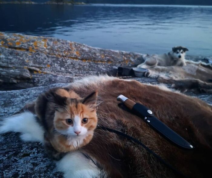 Nala And My Friends' Puppy Amaroq On One Of Many Trips Where We Sleep In Hammock Or Tent