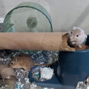 chelseawilson avatar