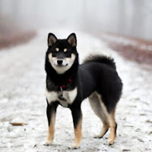 katietrivette avatar