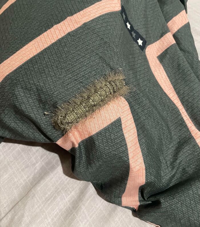 Was About To Sleep When I Found This Guy On My Pillow