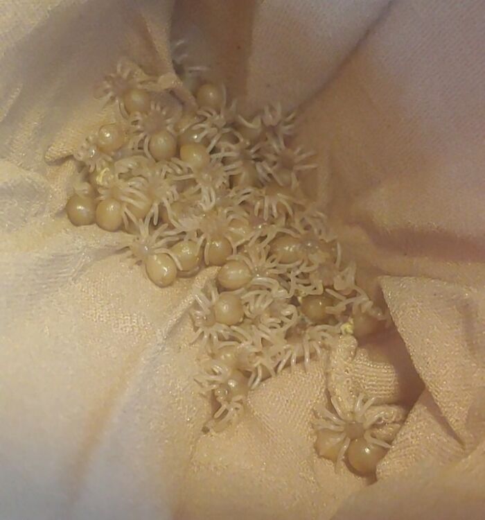 150 crías de tarántula producidas en mi dormitorio