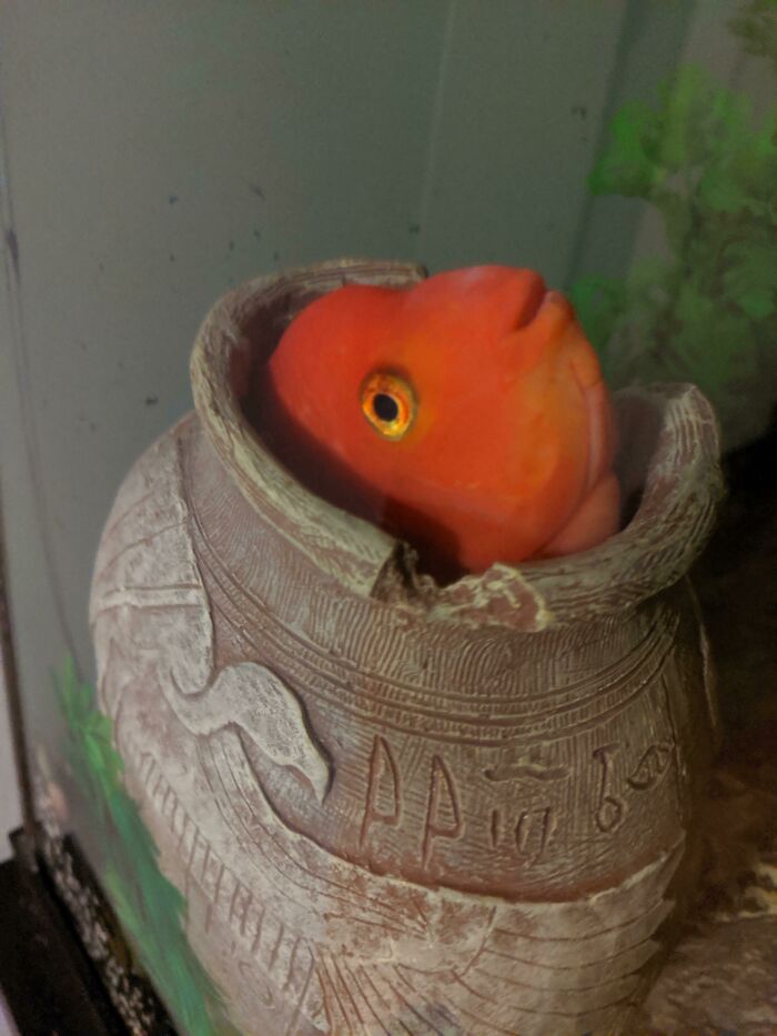 Fish in the aquarium