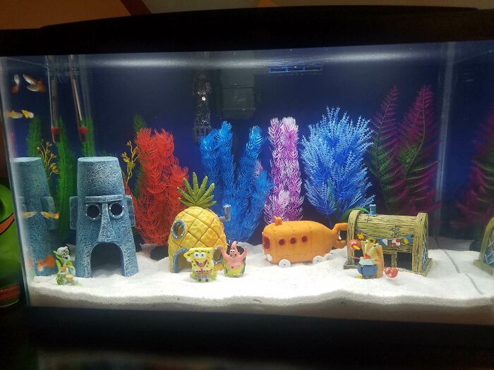 Bikini Bottom in the aquarium 