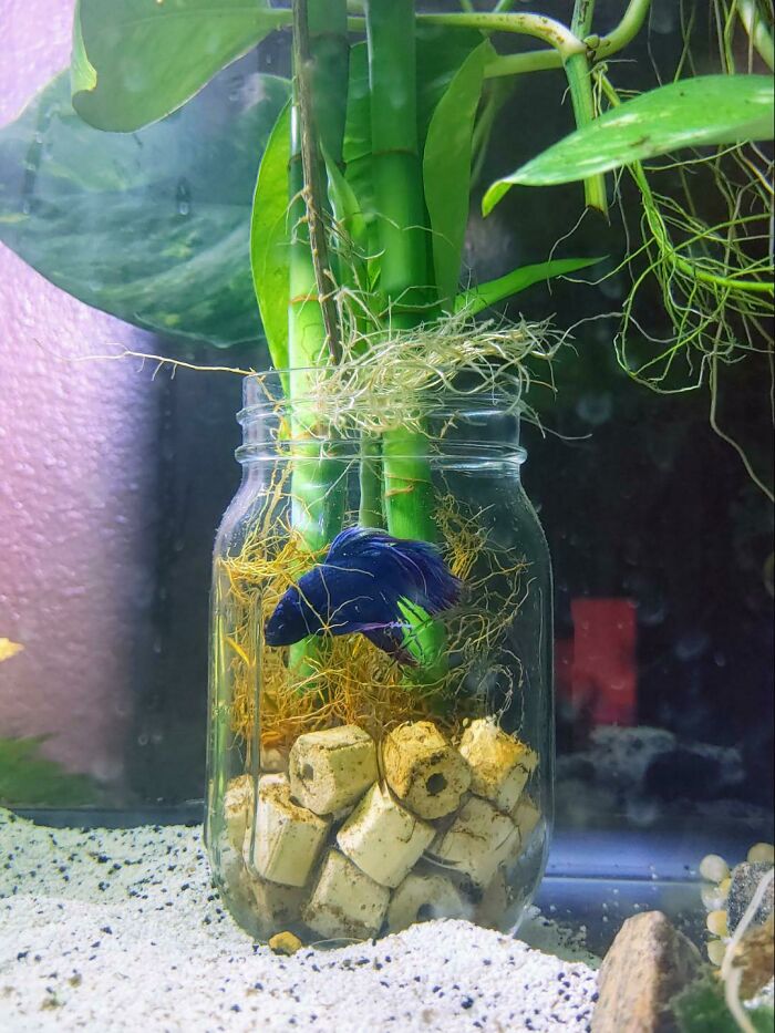 Black fish in the aquarium 