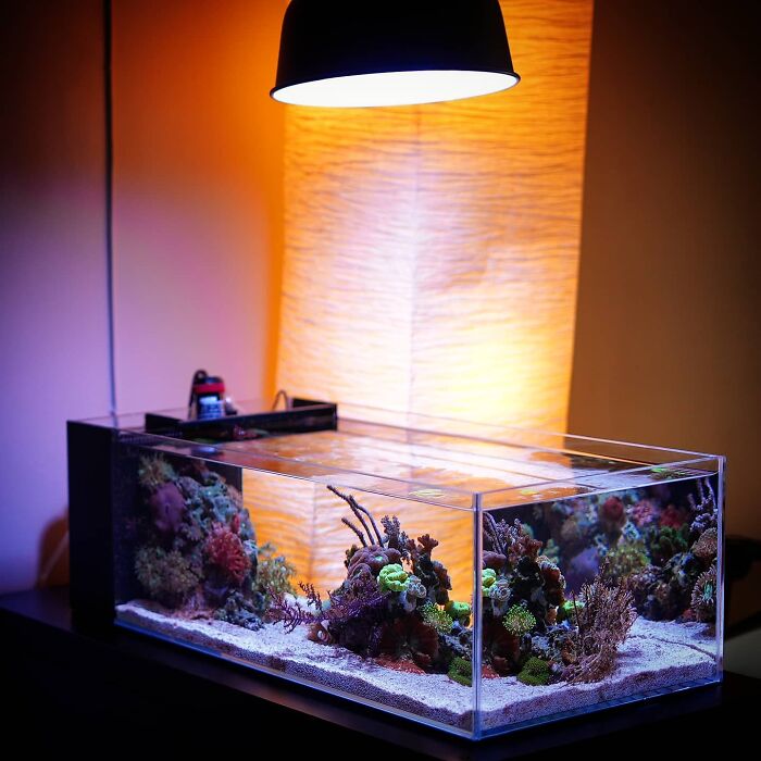 Lamp above the aquarium