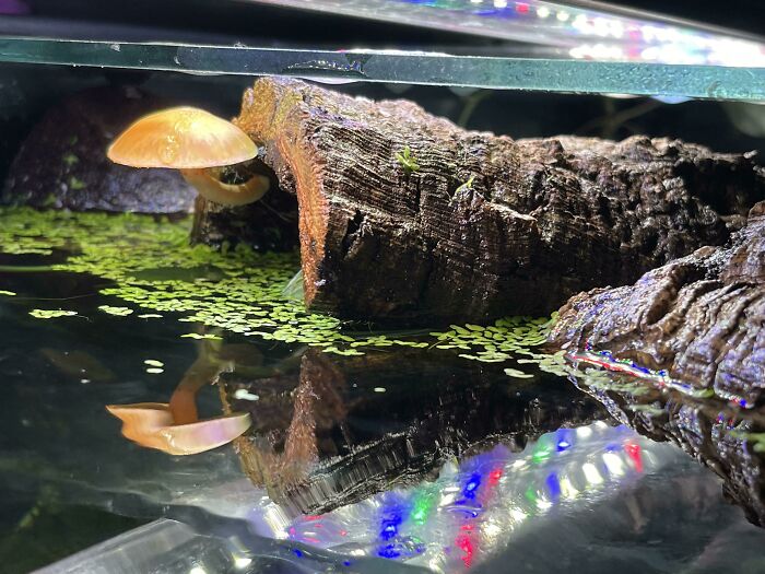 Tree trunk and mushroom in the aquarium 