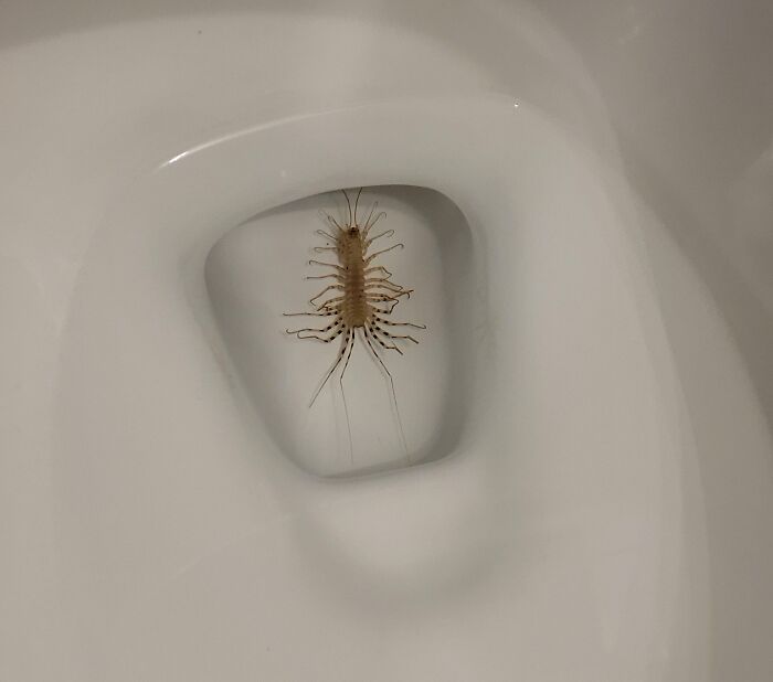 Shivers Down My Spine. It Can't Hurt Me. It's Helpful Around Your Home. But I'm So Scared Of These Things