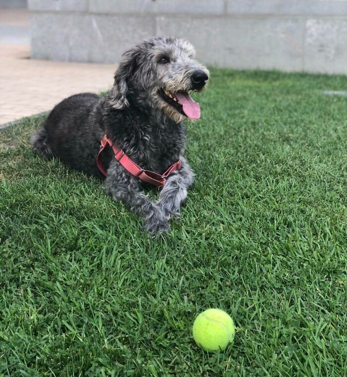 My 12 Year Old Wants To Remind You That Adopted Older Dogs Will Be Forever Grateful