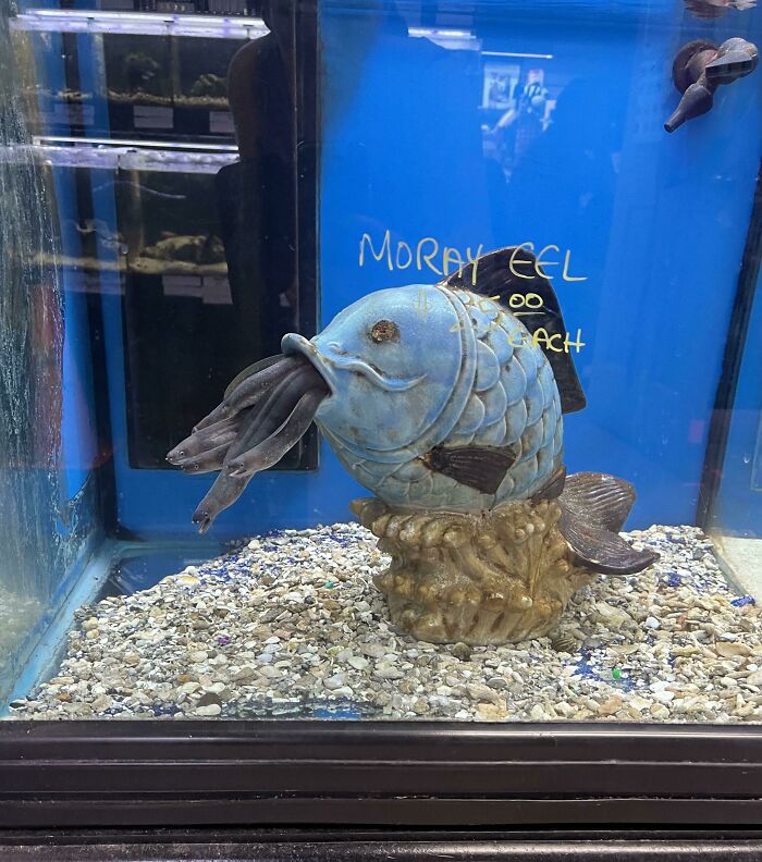 Fishes near statue of fish in the aquarium