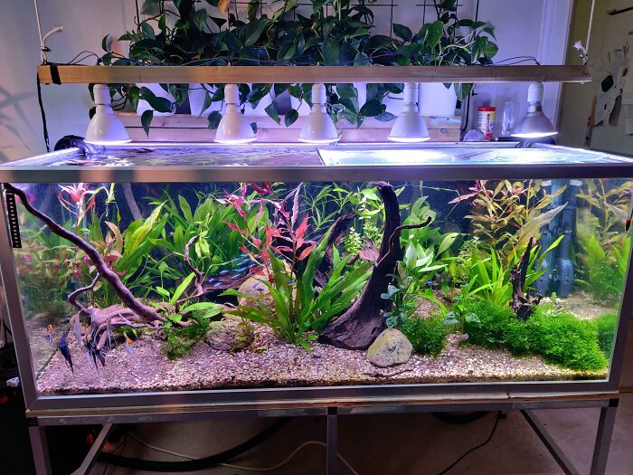 Lamps above aquarium 