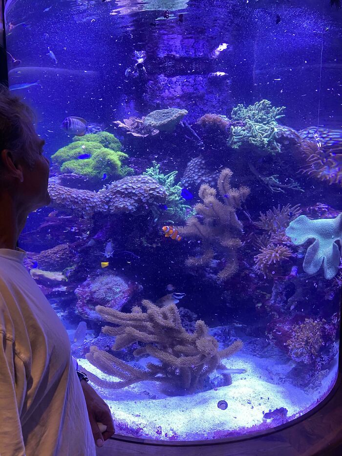 Fishes swimming in the aquarium 