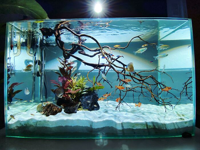 Fishes swimming in the aquarium 