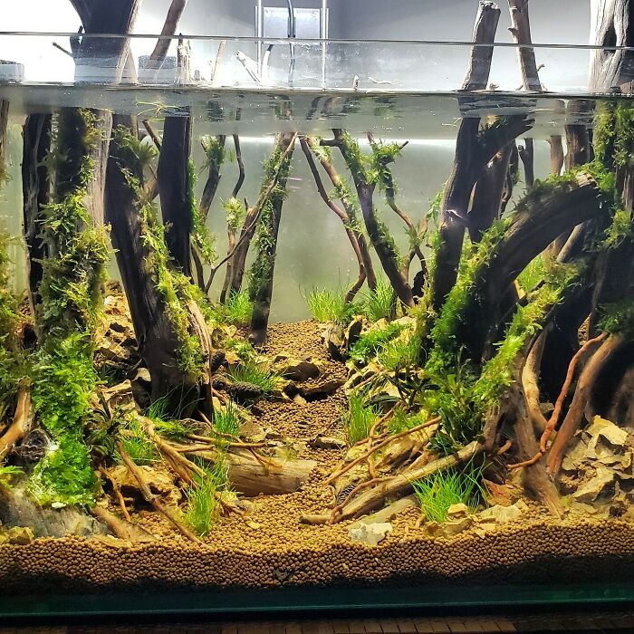 Algae and wooden sticks in the aquarium 