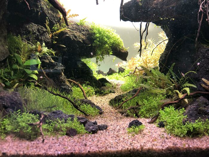 Path at the bottom of aquarium 