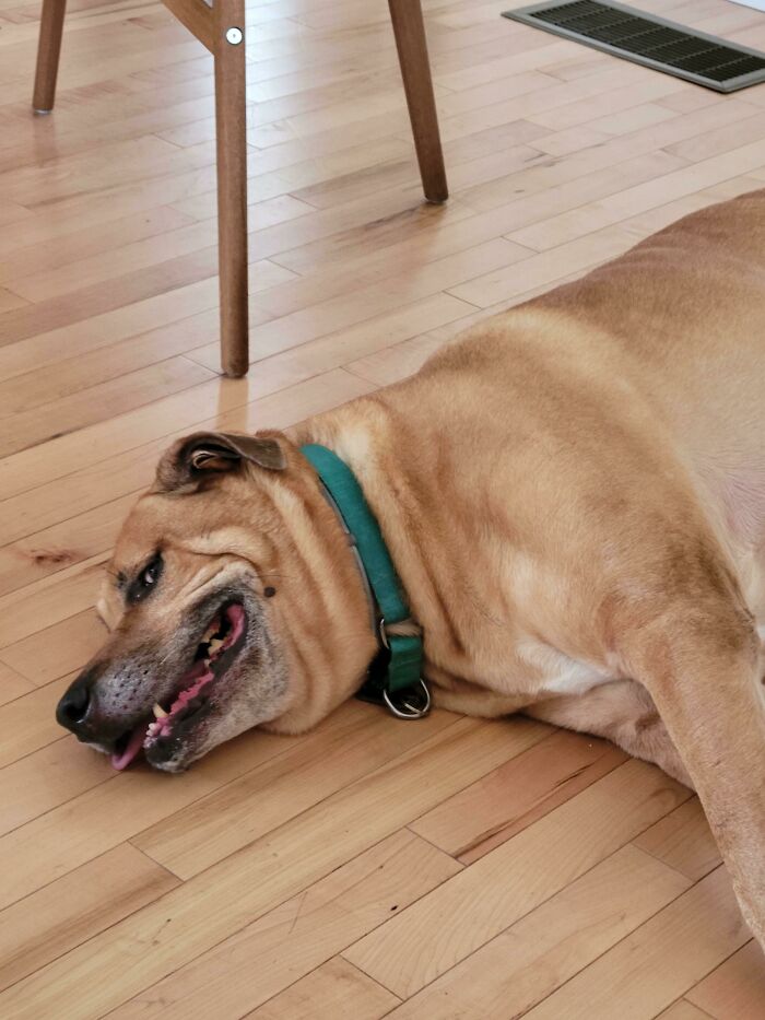 Bruce Is A Senior Doggo. Walks Take A Lot Out Of Him Now A Days But He Still Rates Them 11/10