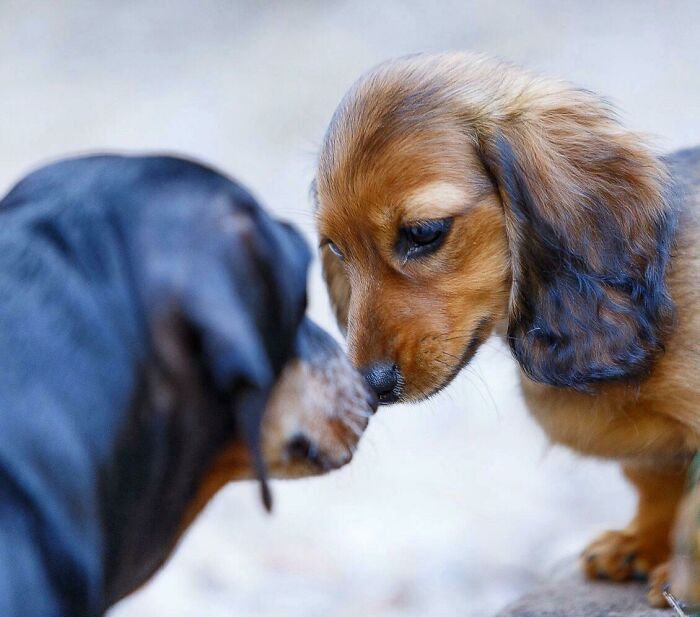 My Parents Got A Puppy Yesterday. My Dad Took This Photo Of Our 9 Year Old Dog Meeting The 11 Week Old Pup