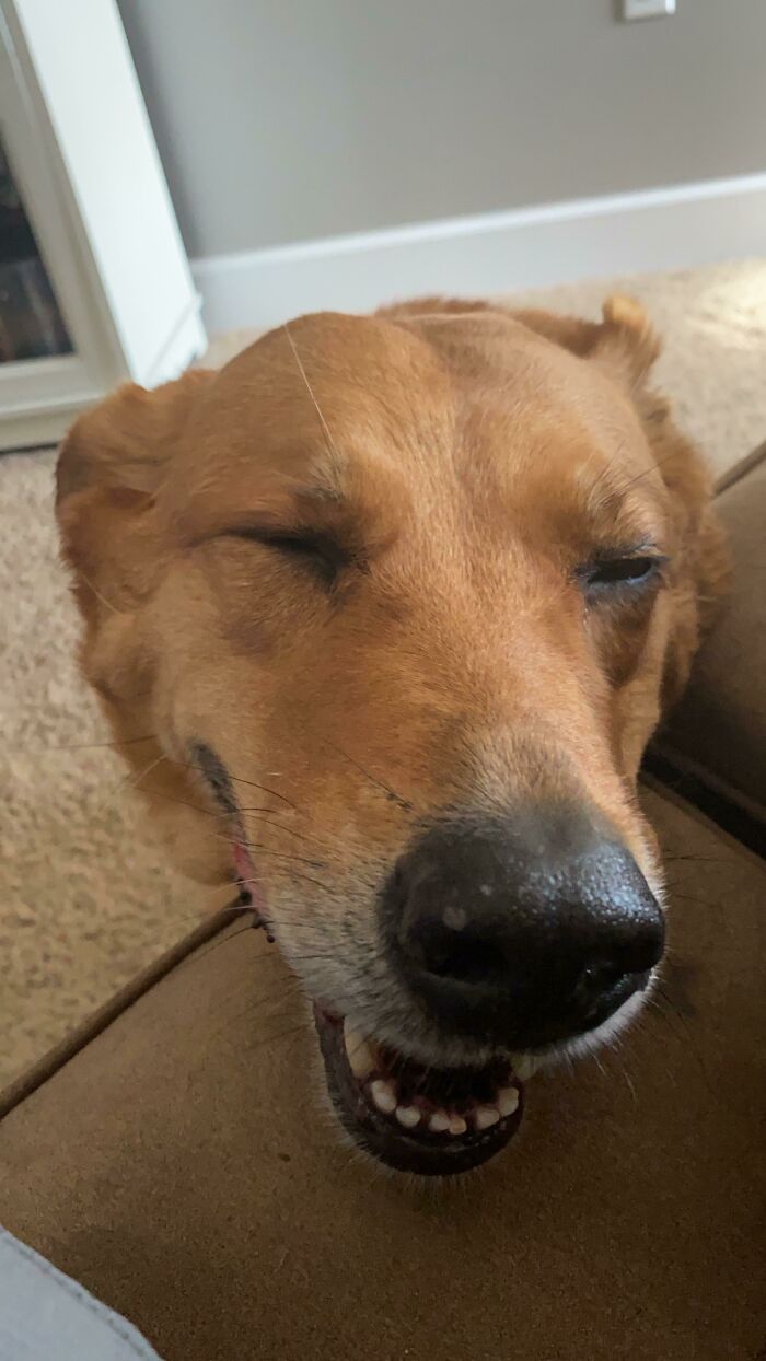 Took My 9 Year Old Dog On A Long Walk Yesterday, She Rewarded Me With Her Big Smile